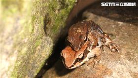 都市中的蟲鳴蛙叫　暑假休閒農場樂悠遊