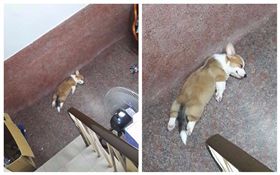 柯基腿太短慘摔昏倒？原來只是在睡覺