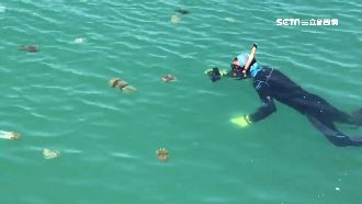 不速之客！水母大軍入侵澎湖漁港