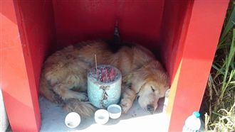 走失1年睡軍廟　黃金獵犬回不了家…