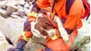 老搜救犬重返災區　每天工時逾十小時