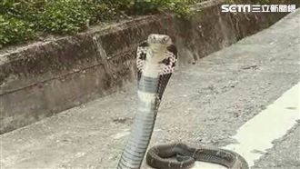 睡覺夢到蛇等於發大財？這可不一定