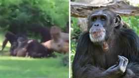 動物園,Kansas City Zoo,黑猩猩,霸凌,爬樹,圍毆,命案,Bahati,園方,打鬥
（合成圖／翻攝自每日郵報、kansascity.com）