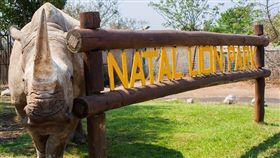 犀牛,盜獵,殺害,動物,犀牛角,Natal,動物園,Maxine
（圖／翻攝自Natal Lion Park臉書）