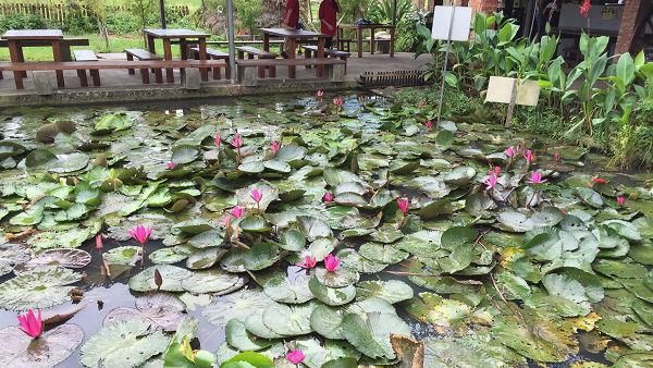 桃園蓮花季到了！觀音賞蓮一日輕旅行