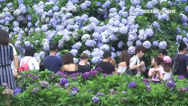 陽明山繡球花牆爆紅　想拍照先練耐心