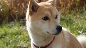 柴犬,柴柴,狗,寵物,毛孩
（圖／Pixabay）