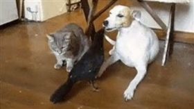烏鴉餵狗狗（圖／翻攝自Gif Porn）
