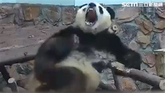 熊貓抖腳打哈欠　網「工讀生別再裝」