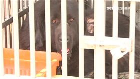 雲林,流浪狗,藏獒,身心障礙,惡犬,溜狗,影片,罰款