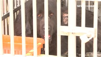 被流浪狗咬過？男放藏獒拍狗咬狗影片