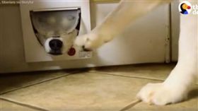 月姐動手巴弟弟的頭。（圖／翻攝自《The Dodo》臉書）