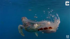 海龜,綠蠵龜,水母,獅鬃水母,福爾摩斯,澳洲,澳大利亞,動物,食物,吃,驚人,捕食,虎克島-翻攝自Caters TV YouTube