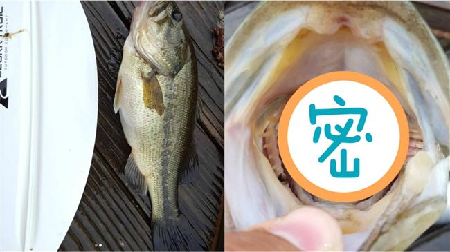 超嚇人！釣客扳開魚嘴驚見「這動物」