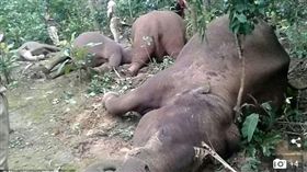 印度,大象,象,電線,電纜,電,接電,觸電,農民,咖啡,農場,Kodaguz-翻攝自每日郵報