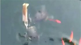 麵包,吐司,烏龜,老鼠,魚,漁翁得利　圖／翻攝自imgur