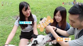 輔大,愛狗社,浪浪,碰碰去哪兒（翻攝碰碰去哪兒）