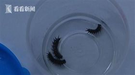 苗族童腹痛狂吐毛毛蟲活體，父母：被下蠱了。（圖／翻攝新浪網）