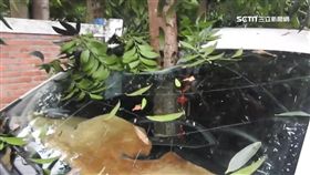 南投,絕命終結站,意外,樹枝,桃實百日青,小學,車窗