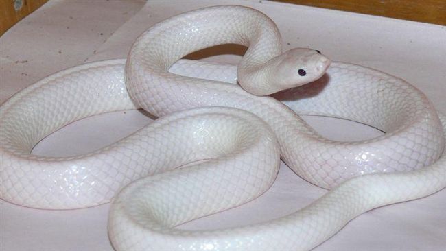 驚豔！這隻白蛇太罕見　被動物園隔離