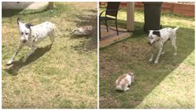 「貓狗大戰」不稀奇　兔子狂追大麥町