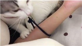 貓咪,喵星人,毛孩,叫床,起床,髮圈　圖／翻攝自推特