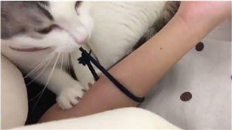 每天都要啪幾次！貓咪這樣叫主人起床