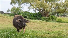 北藝大,台北藝術大學,校牛,水牛,奧米加咆哮獸
（圖／翻攝自臉書）