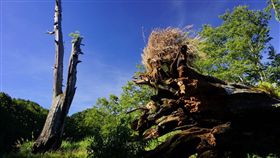玉山,玉山管理處,塔塔加,夫妻樹,塔塔加,玉山國家公園,新中橫公路,神木　圖／翻攝自玉山管理處　https://goo.gl/yfHuCM