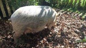 澳洲,母豬,性侵,心理醫師,每日郵報　翻攝自Robyn Francis臉書