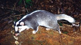 ▲鼬獾是道路上死亡紀錄最多的野生哺乳類動物。（圖／農委會特有生物研究保育中心提供／張仕緯攝）