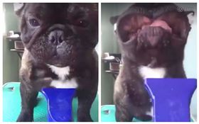 法鬥嘴皮一秒被吹翻（合成圖／翻攝自嘿嘿臉書）