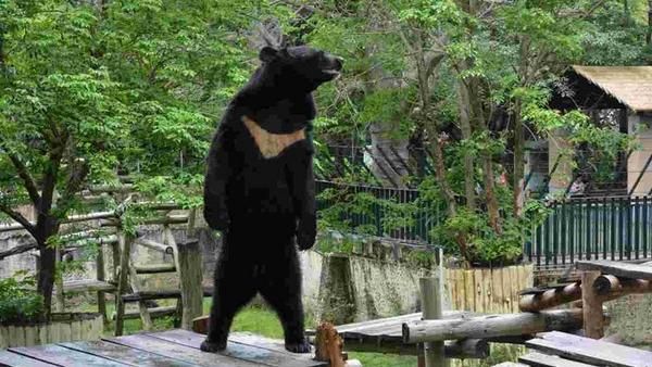 壽山動物園黑熊出逃　園方麻醉槍圍捕