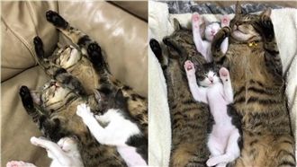 超卡哇伊！貓咪睡覺竟然「舉手投降」