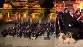 Fazil Say,交響樂,土耳其,戶外演奏,義大利,狗,拉不拉多 圖／翻攝自YouTube https://goo.gl/z9nQXj