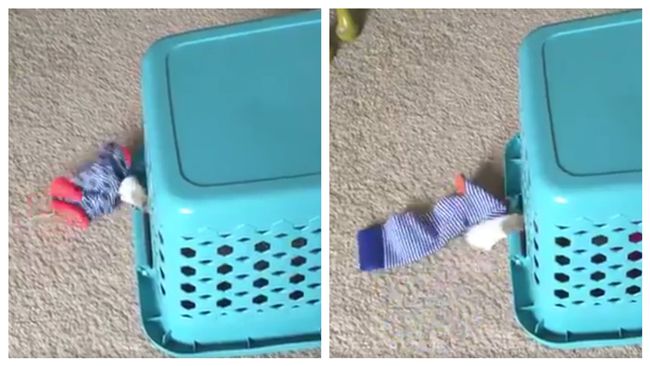 襪子亂丟就靠它　網友笑：會先熏死貓