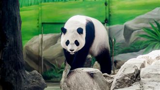 圓仔「轉大人」　4歲生日計畫曝光