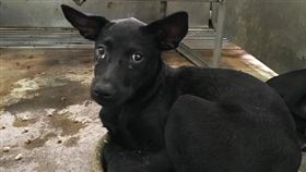 寵物滔客(圖片版權屬於滔客線上雜誌)