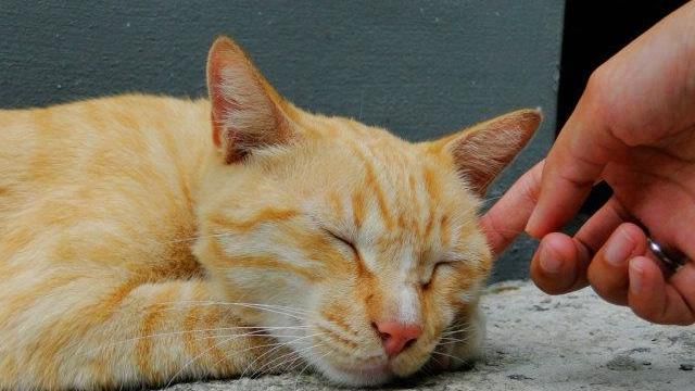 微電影《猫·喃》　熱血陸生記錄猴硐