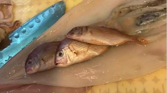 賺到了？透抽肚裡藏小魚卻讓她好無奈