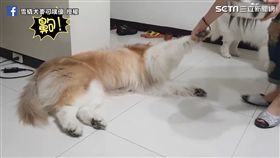 雪橇犬麥可噗優。