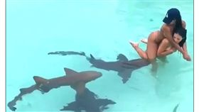 有錢人與鯊魚游泳(圖/翻攝自每日郵報)