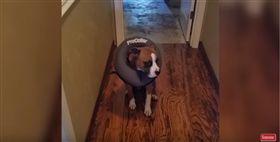 狗狗,心虛,做壞事,被抓到,主人,寵物