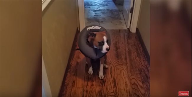 狗狗搗亂家裡　被主人質問裝一臉無辜