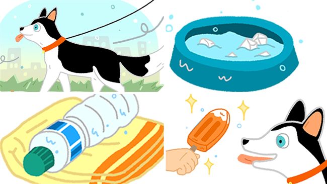 狗狗好熱怎麼辦？4招讓牠涼一夏！