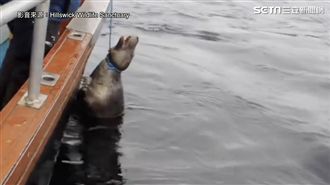 海獅險遭漁網勒斃　救援隊即刻救援