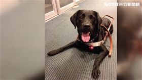 導盲犬,餐廳,越南,外籍員工,溝通,歧視,柯文哲