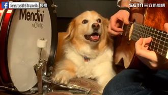 毛孩淡定打鼓　超精準節拍驚呆網友