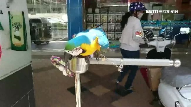 寵物店鸚鵡齊叫太吵　鄰居怒登門理論