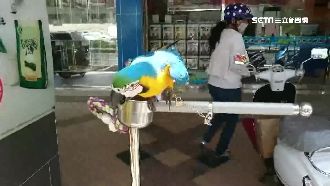 寵物店鸚鵡齊叫太吵　鄰居怒登門理論